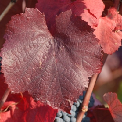 Cabernet Mitos ANT 1536